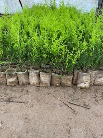 Limon Servi Limon Çamı Fidesi 42 Adet 15 - 20 Cm