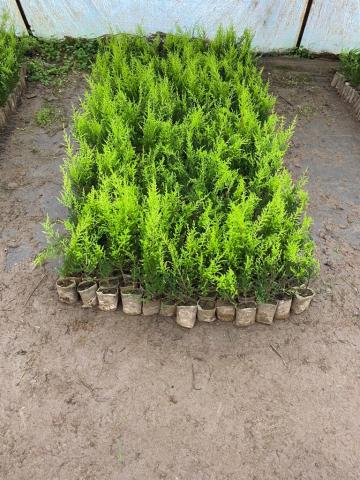 Limon Servi Limon Çamı Fidesi 42 Adet 15 - 20 Cm