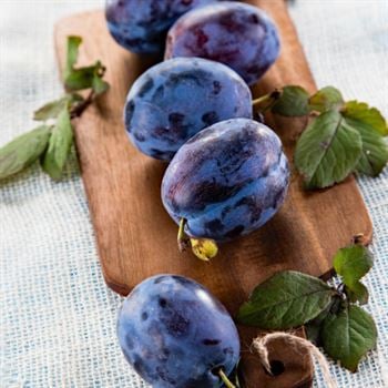 Siyah Freze Erik Fidanı