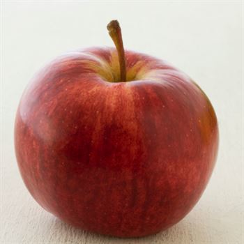 Amasya Misket Elması Fidanı