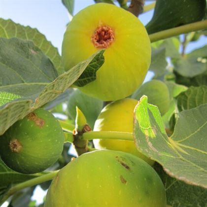 Bursa Beyazı İncir Fidanı