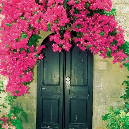 Begonvil Çiçeği 60 CM