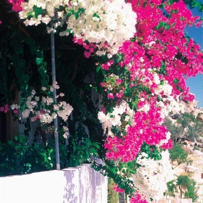 Begonvil Çiçeği 60 CM