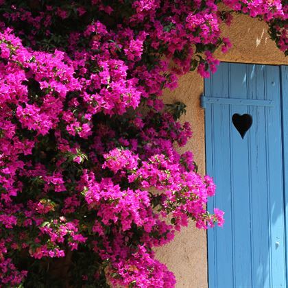 Begonvil Çiçeği 60 CM