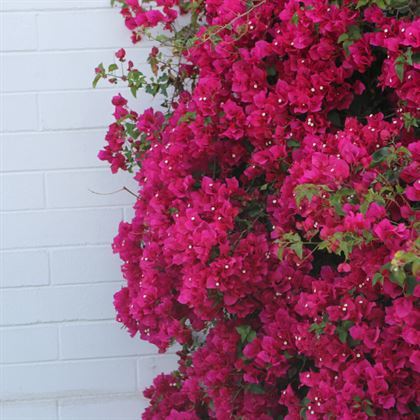 Begonvil Çiçeği 60 CM