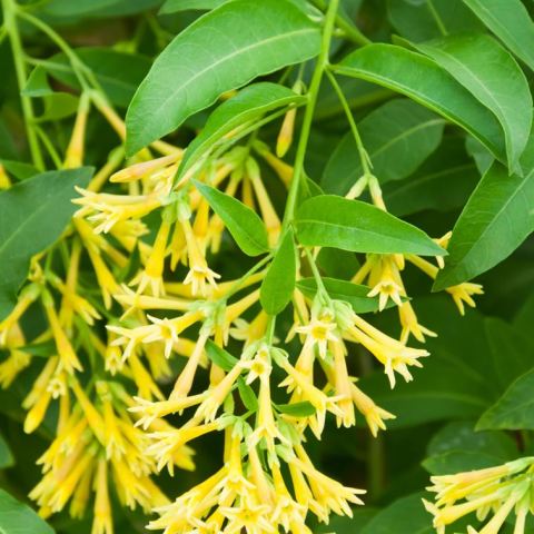 Melisa Kolonya Çiçeği