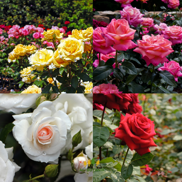 Bulgar Gülü Fidanı Kesif Kokulu 50 cm