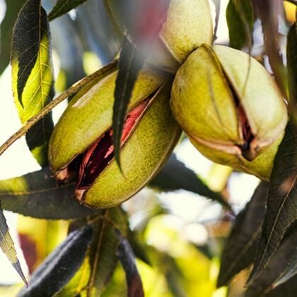 Pikan Cevizi Fidanı Western