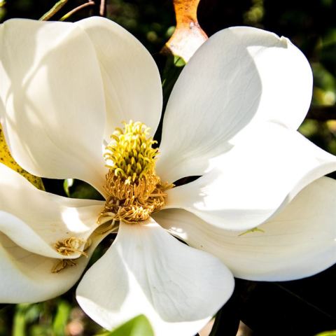 Manolya Ağacı Fidanı