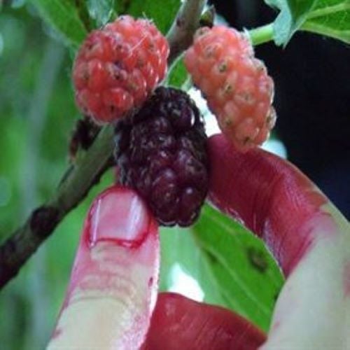 Ekşi Kara Dut Fidanı