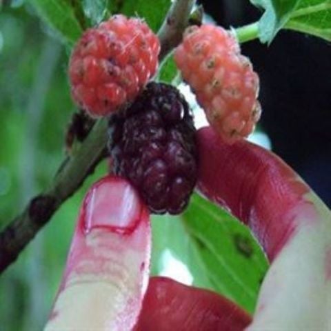 Ekşi Kara Dut Fidanı