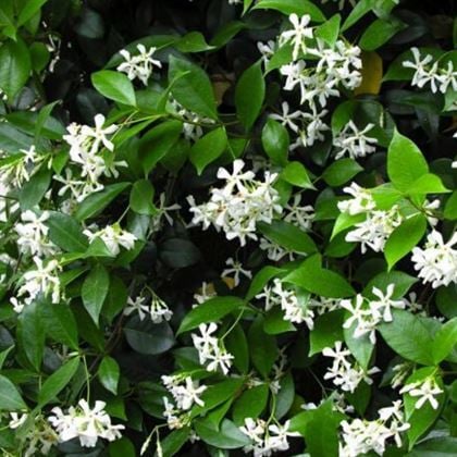 Arap Yasemini Fidanı