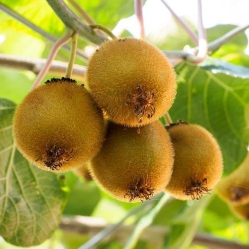 Kivi Fidanı Doku Kültürlü