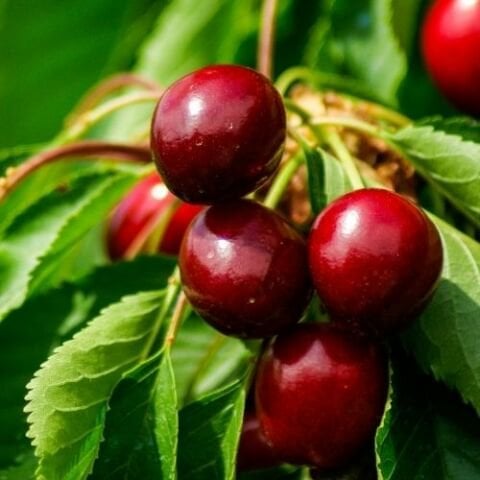 0900 Ziraat Kirazı Fidanı