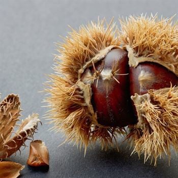 Karadeniz Erfelek Kestane Fidanı