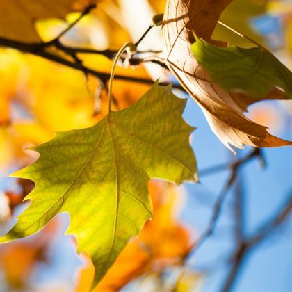 Çınar Ağacı Fidanı 70 cm