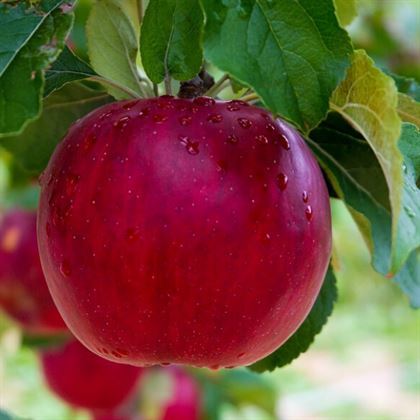 Amasya Elması Fidanı