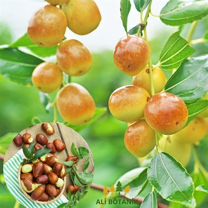 Hünnap Ağacı Fidanı