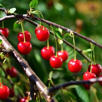 Kaliteli Vişne Fidanı