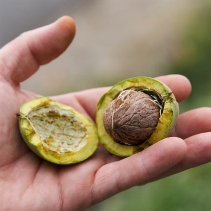 Kaman Cevizi Fidanı