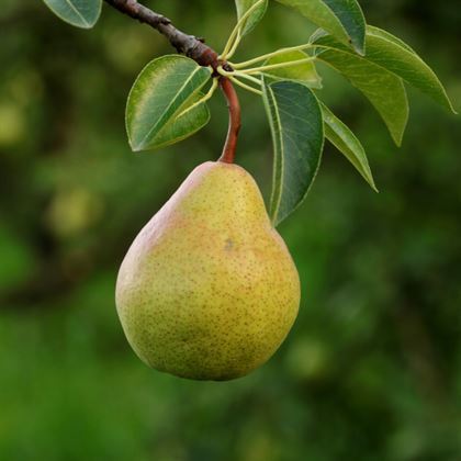 Mustafabey Armut Fidanı
