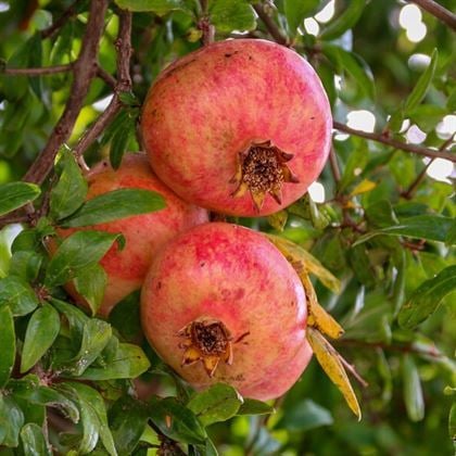 Tatlı Hicaz Narı Fidanı