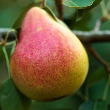 Mustafa Bey Armut Fidanı Pyrus Communis