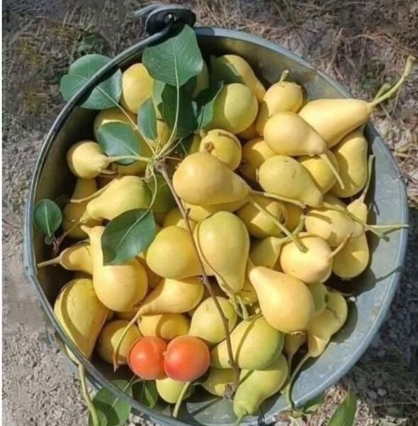 Mustafa Bey Armut Fidanı Pyrus Communis