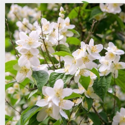 Filbahri Ağacı Fidanı Çok Kokulu