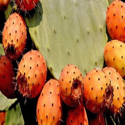 Hint İnciri Lapa İnciri Kaynana Dili