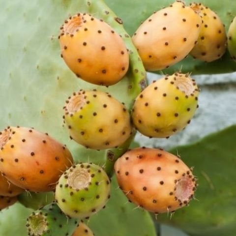 Hint İnciri Lapa İnciri Kaynana Dili