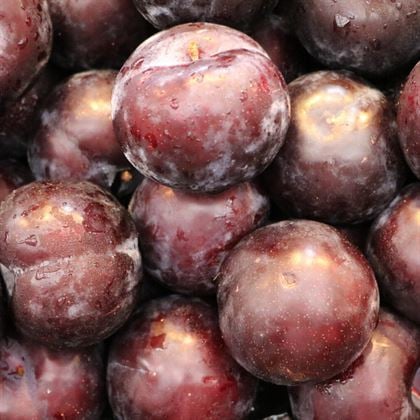 Angeleno Anjenika Erik Fidanı