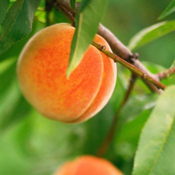 Lorik Şeftali Fidanı
