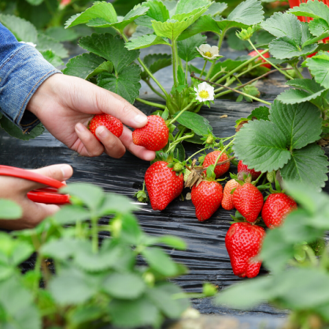 Camarosa Çilek Fidesi 10 Adet