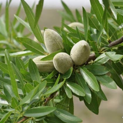 Primorski Badem Fidanı