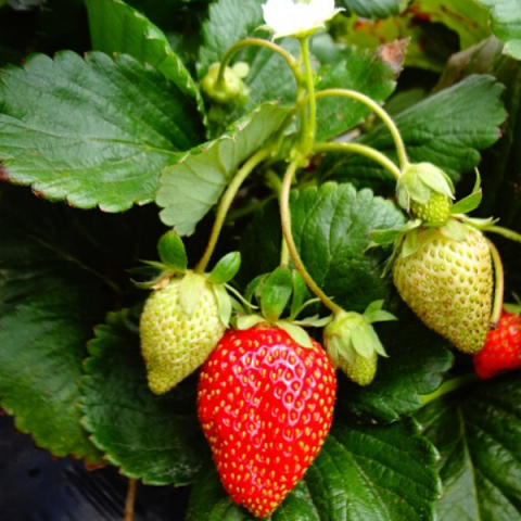 Sarmaşık Çilek Fidesi 10 Adet