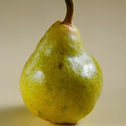 Margarita Armut Fidanı