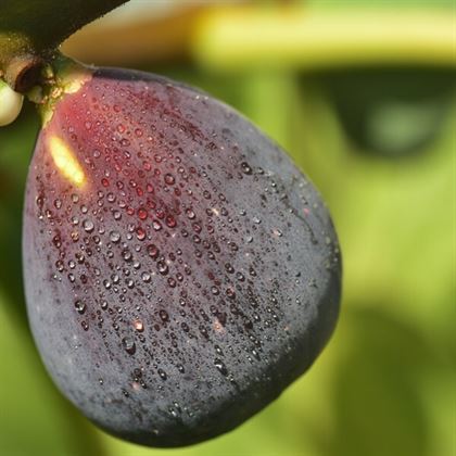 Siyah İncir Fidanı