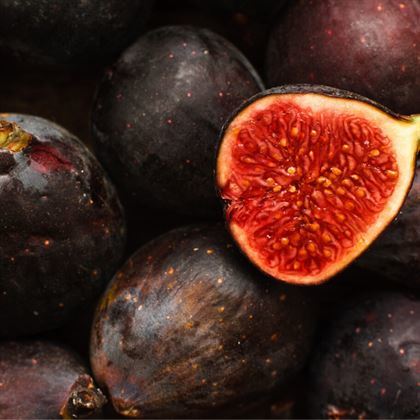 Siyah İncir Fidanı