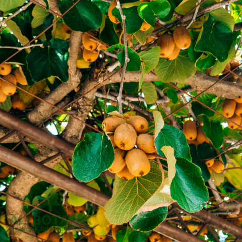 Kivi Fidanı İri ve Kaliteli