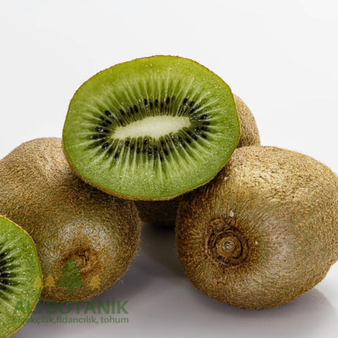 Kivi Fidanı İri ve Kaliteli