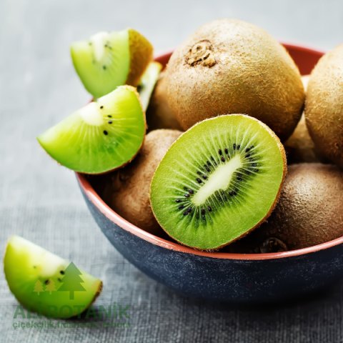 Kivi Fidanı İri ve Kaliteli