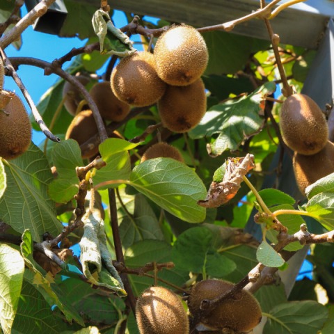 Kivi Fidanı İri ve Kaliteli