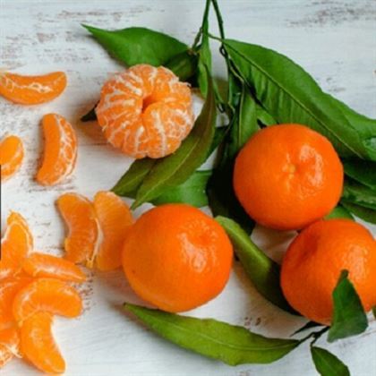 Nova Mandalina Fidanı