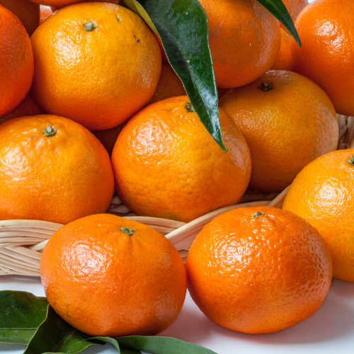 Nova Mandalin Fidanı Citrus Reticulata