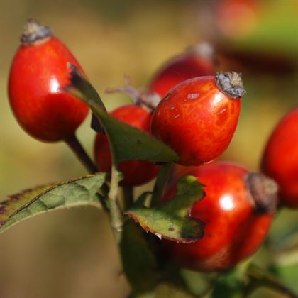 Hakiki Dağ Kuşburnu Fidanı