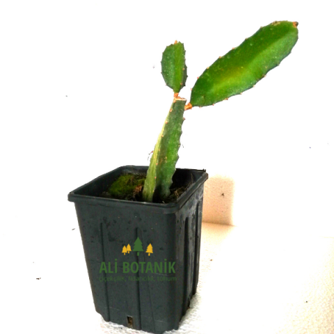 Ejder Meyvesi Fidanı Pitaya  Hylocereus