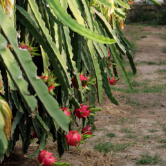 Ejder Meyvesi Fidanı Pitaya  Hylocereus