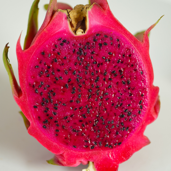 Ejder Meyvesi Fidanı Pitaya  Hylocereus