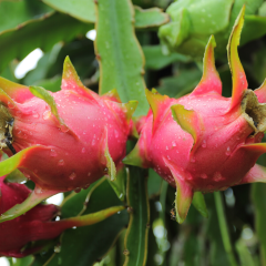 Ejder Meyvesi Fidanı Pitaya  Hylocereus